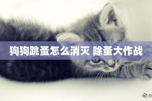 狗狗跳蚤怎么消滅 除蚤大作戰