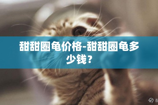 甜甜圈龜價格-甜甜圈龜多少錢？