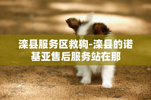灤縣服務區救狗-灤縣的諾基亞售后服務站在那