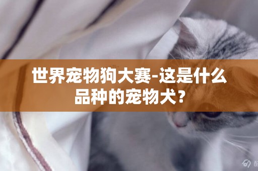 世界寵物狗大賽-這是什么品種的寵物犬？