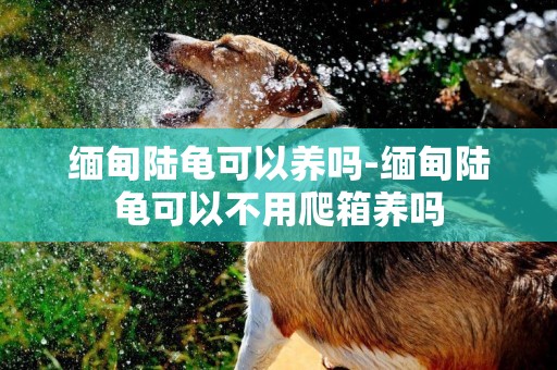 緬甸陸龜可以養嗎-緬甸陸龜可以不用爬箱養嗎