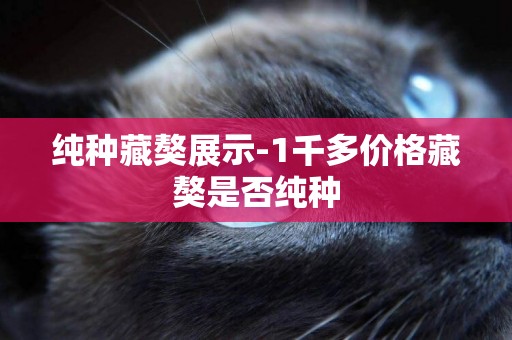 純種藏獒展示-1千多價格藏獒是否純種