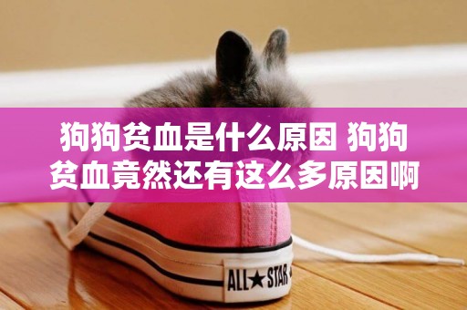 狗狗貧血是什么原因 狗狗貧血竟然還有這么多原因啊！