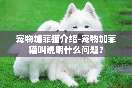 寵物加菲貓介紹-寵物加菲貓叫說明什么問題？