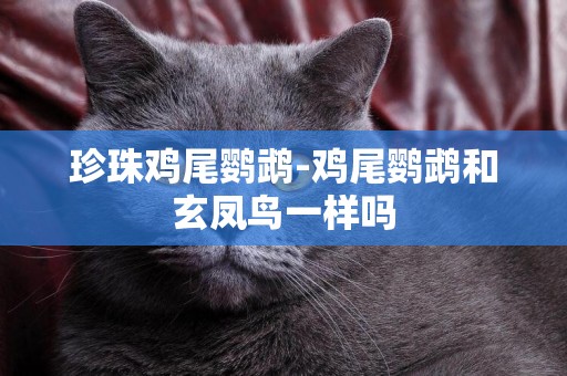 珍珠雞尾鸚鵡-雞尾鸚鵡和玄鳳鳥一樣嗎