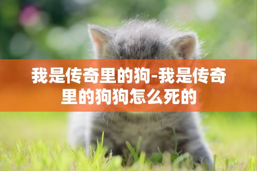 我是傳奇里的狗-我是傳奇里的狗狗怎么死的