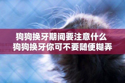 狗狗換牙期間要注意什么 狗狗換牙你可不要隨便糊弄啊！