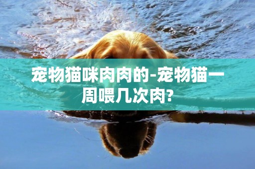 寵物貓咪肉肉的-寵物貓一周喂幾次肉?
