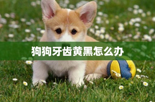 狗狗牙齒黃黑怎么辦