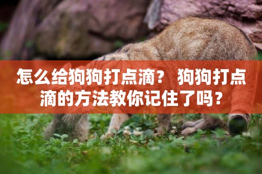 怎么給狗狗打點滴？ 狗狗打點滴的方法教你記住了嗎？