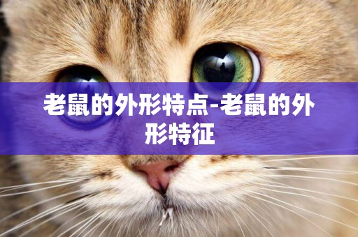 老鼠的外形特點-老鼠的外形特征