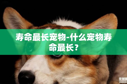 壽命最長寵物-什么寵物壽命最長？