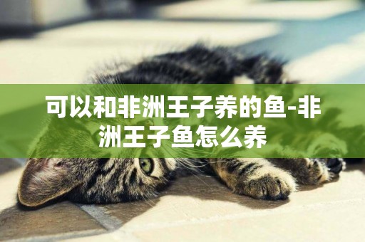 可以和非洲王子養的魚-非洲王子魚怎么養