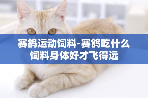 賽鴿運動飼料-賽鴿吃什么飼料身體好才飛得遠