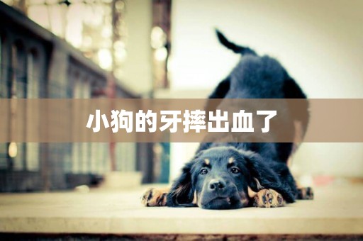 小狗的牙摔出血了