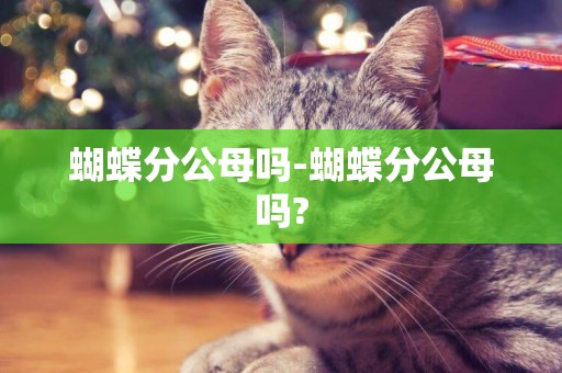 蝴蝶分公母嗎-蝴蝶分公母嗎?
