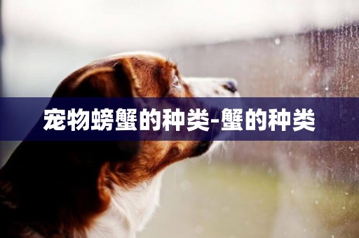 寵物螃蟹的種類-蟹的種類
