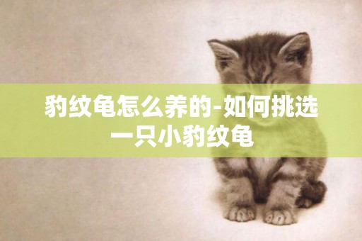豹紋龜怎么養的-如何挑選一只小豹紋龜