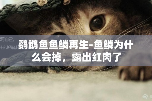 鸚鵡魚魚鱗再生-魚鱗為什么會掉，露出紅肉了