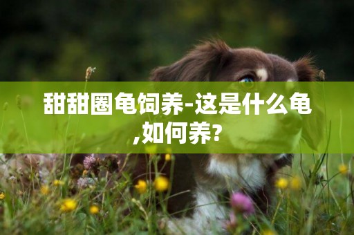 甜甜圈龜飼養-這是什么龜,如何養?