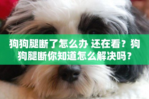 狗狗腿斷了怎么辦 還在看？狗狗腿斷你知道怎么解決嗎？