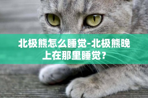 北極熊怎么睡覺-北極熊晚上在那里睡覺？