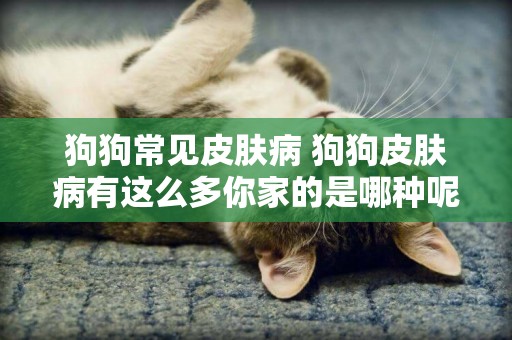 狗狗常見皮膚病 狗狗皮膚病有這么多你家的是哪種呢？
