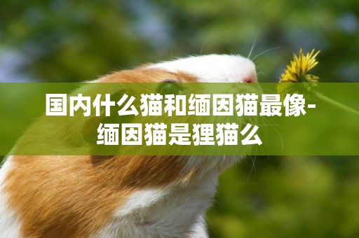 國內什么貓和緬因貓最像-緬因貓是貍貓么