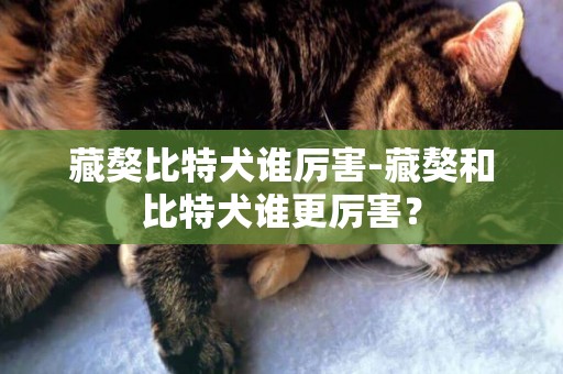 藏獒比特犬誰厲害-藏獒和比特犬誰更厲害？