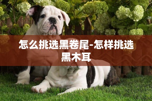 怎么挑選黑卷尾-怎樣挑選黑木耳