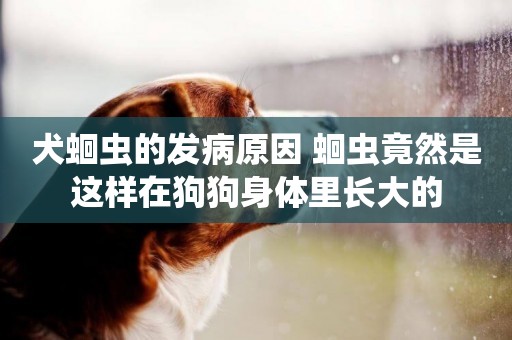 犬蛔蟲的發病原因 蛔蟲竟然是這樣在狗狗身體里長大的