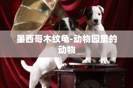 墨西哥木紋龜-動物園里的動物