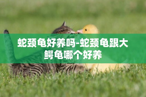 蛇頸龜好養嗎-蛇頸龜跟大鱷龜哪個好養
