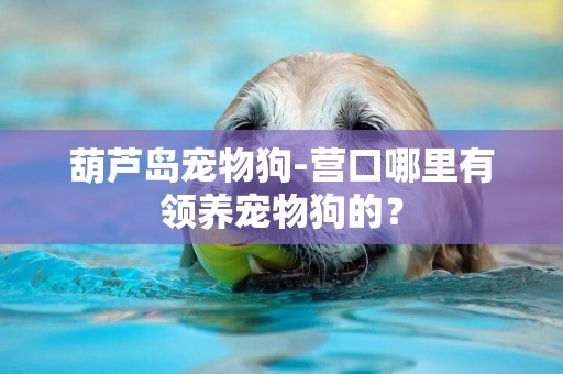葫蘆島寵物狗-營口哪里有領養寵物狗的？