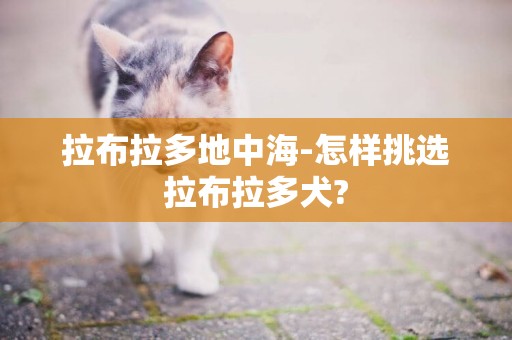 拉布拉多地中海-怎樣挑選拉布拉多犬?