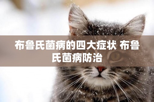 布魯氏菌病的四大癥狀 布魯氏菌病防治