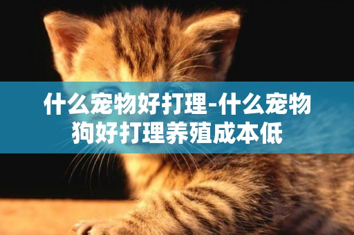 什么寵物好打理-什么寵物狗好打理養殖成本低