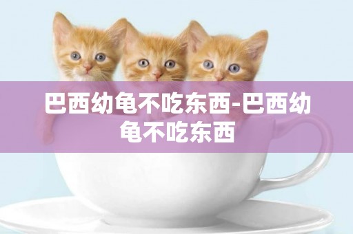 巴西幼龜不吃東西-巴西幼龜不吃東西