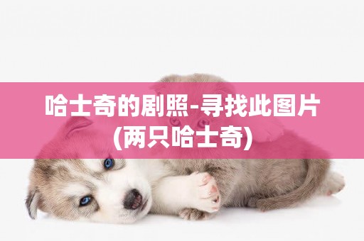 哈士奇的劇照-尋找此圖片(兩只哈士奇)