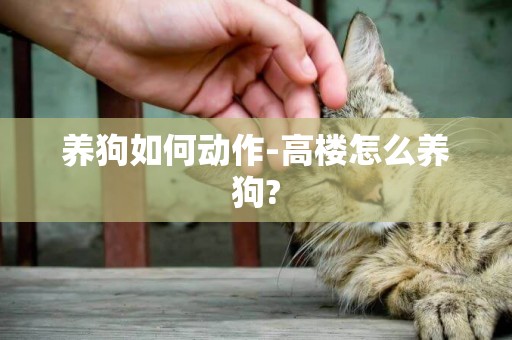 養狗如何動作-高樓怎么養狗?