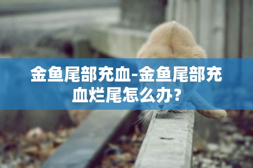 金魚尾部充血-金魚尾部充血爛尾怎么辦？