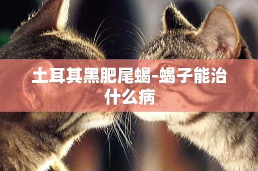 土耳其黑肥尾蝎-蝎子能治什么病