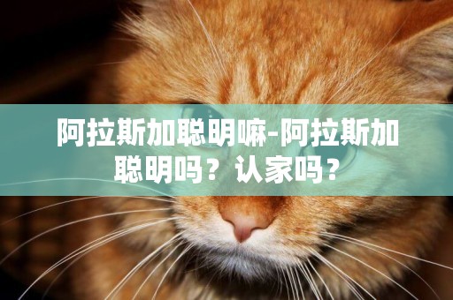 阿拉斯加聰明嘛-阿拉斯加聰明嗎？認家嗎？