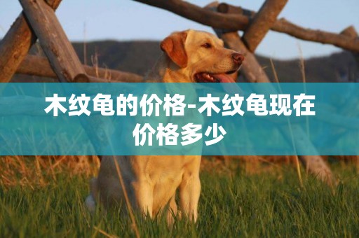 木紋龜的價格-木紋龜現在價格多少