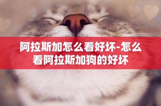 阿拉斯加怎么看好壞-怎么看阿拉斯加狗的好壞