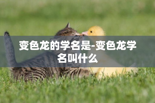 變色龍的學名是-變色龍學名叫什么