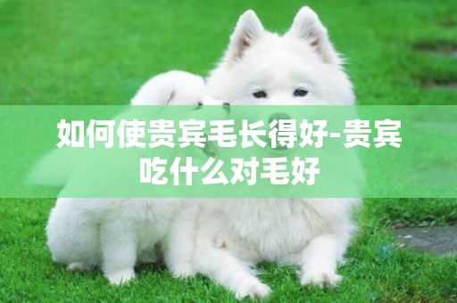 如何使貴賓毛長得好-貴賓吃什么對毛好