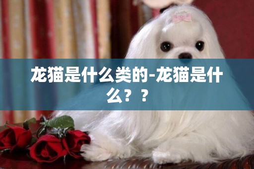 龍貓是什么類的-龍貓是什么？？