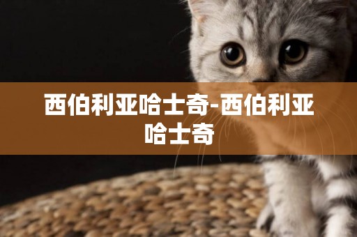 西伯利亞哈士奇-西伯利亞哈士奇