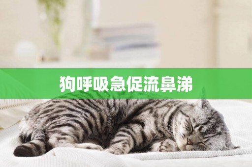 狗呼吸急促流鼻涕